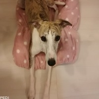 maetelちゃん