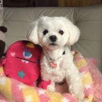 ぴよりちゃん