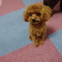 らいちくん