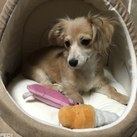 もちまるくん