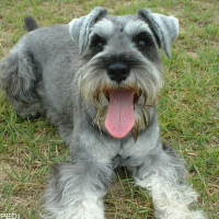 アルジャーノンくん