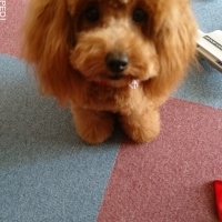 さくらちゃん