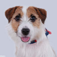 エルフィーちゃん