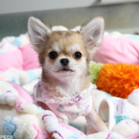 こあちゃん