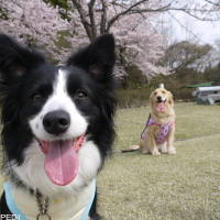 ラムちゃん