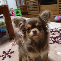 こまちちゃん