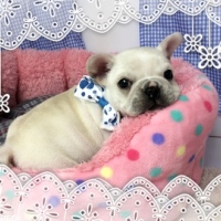 はちべぇくん