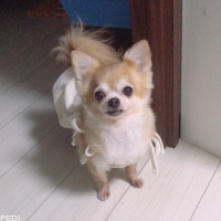 マッシュちゃん