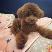 ふくちゃん