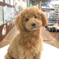 トイ・プードルちゃん