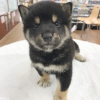 柴犬くん