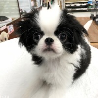 狆くん