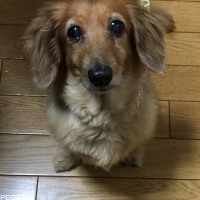 ゆめちゃん