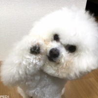 りのんちゃん