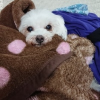 チロくん