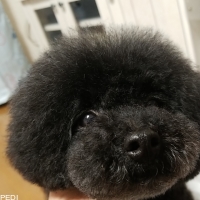 あずきちゃん