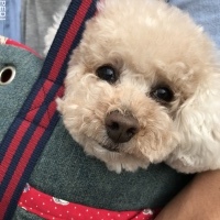 まりもちゃん