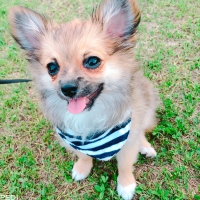 ちゃちゃまるくん