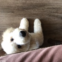 Rosaくん