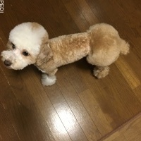 noelくん