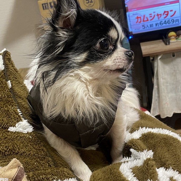 パーティーくん