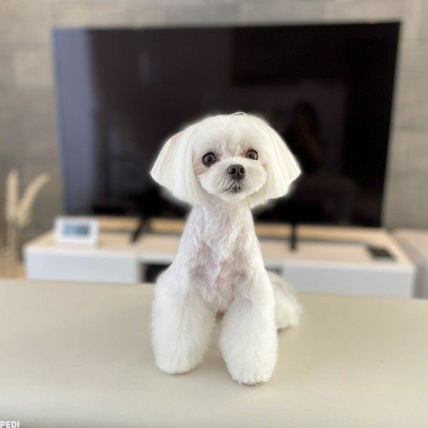 コロンちゃん