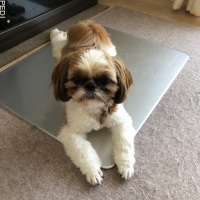 キャンディーちゃん