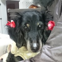 しんごくん