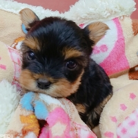 レノちゃん