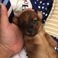 ララちゃん