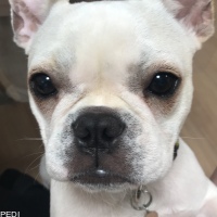 福丸くん