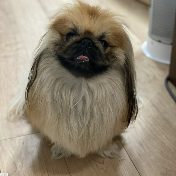 茶々丸くん