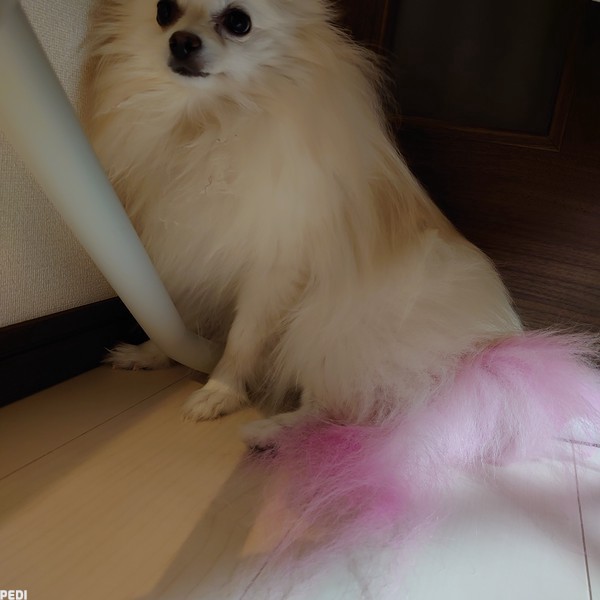 翡翠ちゃん