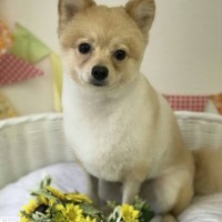 サンジくん