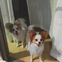 ルビーちゃん