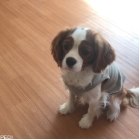 こてつくん