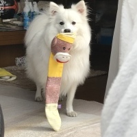はくくん