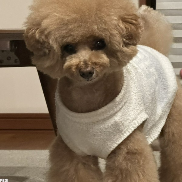 てんくん