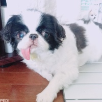 プーちゃん