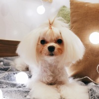 メローネちゃん