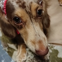 ベルちゃん