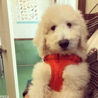 スノーちゃん