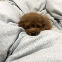 りんくん