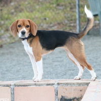 ビアンカちゃん