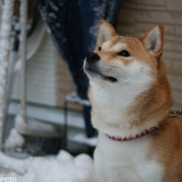 フローラちゃん