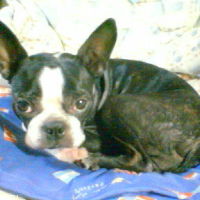 プシュケちゃん