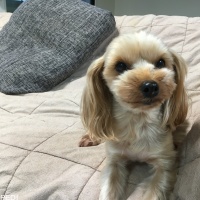 シェリーちゃん