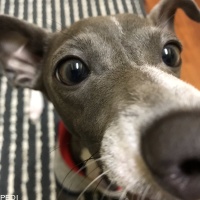 Law〈ロー〉くん