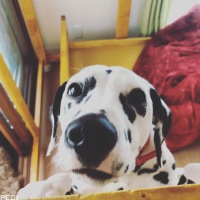 ヴィヴィアナちゃん