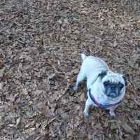 パッピーちゃん